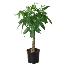 Money Tree 'Guiana Chestnut' Pachira Braid - 10" Pot