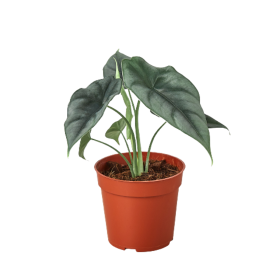 Alocasia Amazonica 'Reversa'
