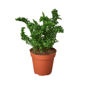 'Emina' Fern - 4" Pot