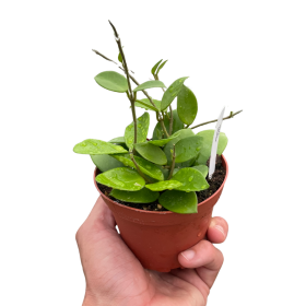Hoya Bilobata