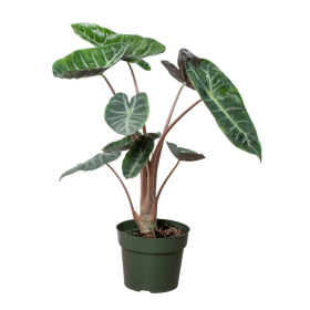 Alocasia Ebony