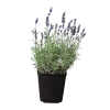 English Lavender - 6" Pot