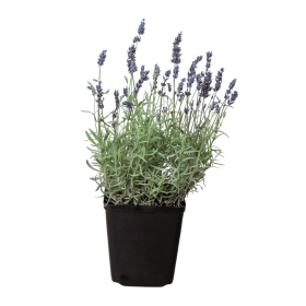 English Lavender - 6" Pot