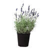English Lavender - 6" Pot