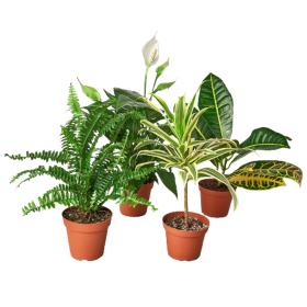 Air Purifying Variety Bundle