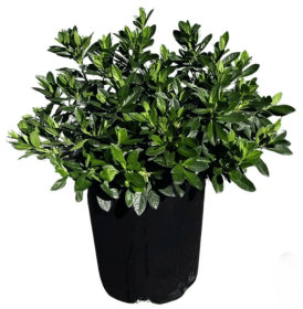 Alder & Oak Azalea Shrub