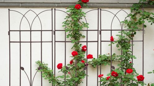4 Pack Metal Garden Trellis 71" x 17.7" Rustproof Trellis for Climbing Plants Outdoor Flower Support