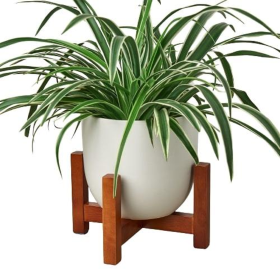 Ceramic Contour Pot with Wood Stand