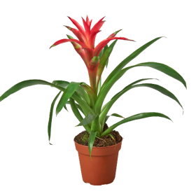 Bromeliad Guzmania 'Pink' - 4" Pot