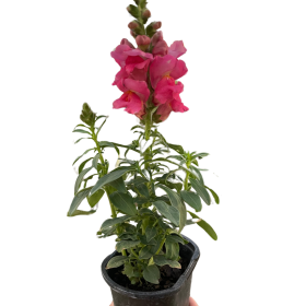 SnapDragon