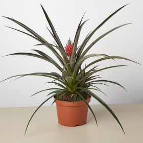 Bromeliad 'Red Pineapple' - 6" Pot