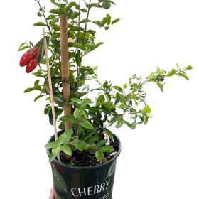 Cherry Tree