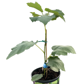 Figue Tree