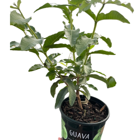 Guava Tree