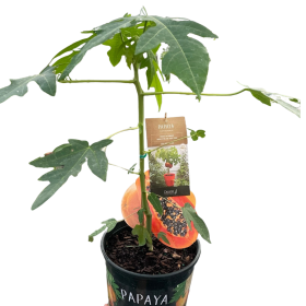 Papaya Tree