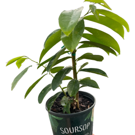 Soursop Tree