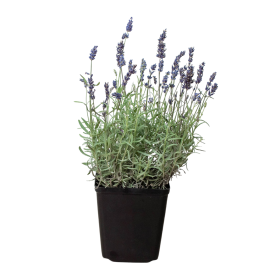 English Lavender - 6" Pot