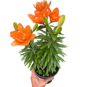 Asiatic liliy (Lilium)