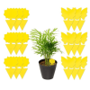 Sticky Fruit Fly Trap and Fungus Gnat Traps Killer for Indoor and Outdoor, Protect The Plant, Non-Toxic and Odorless