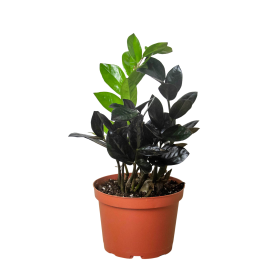 ZZ Zamioculcas 'Black Queen' (Pot Type: Nursery Pot, size: 2" Pot)