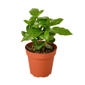 Arabica Coffee (size: 3" Pot)