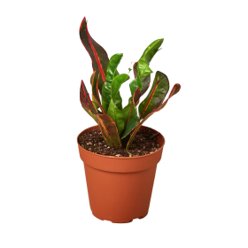 Croton 'Mammy' (size: 3" Pot)