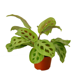 Maranta 'Leuconeura' (size: 3" Pot)