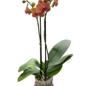 Orchid 'Orange Phalaenopsis' (Style: Single Spike, size: 3" Pot)