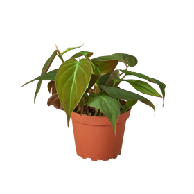 Philodendron 'Velvet' (size: 3" Pot)