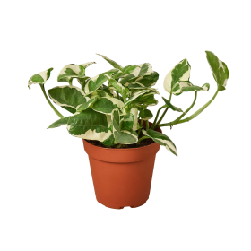Pothos 'N'joy' (size: 3" Pot)