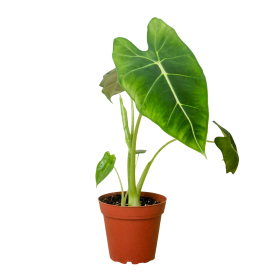 Alocasia Micholitziana 'Frydek' (size: 4" Pot)