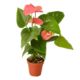 Anthurium 'Pink' (size: 4" Pot)
