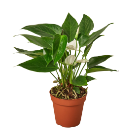 Anthurium 'White' (size: 4" Pot)