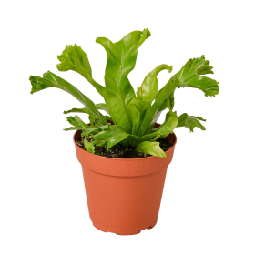 Birds Nest Leslie Fern (size: 4" Pot)