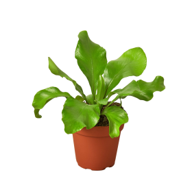 Bird's Nest 'Nidus' Fern (size: 4" Pot)