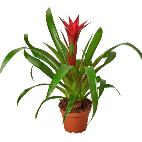 Guzmania Bromeliad 'Red' (size: 4" Pot)