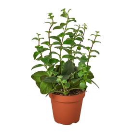 Lipstick Plant (size: 4" Pot)