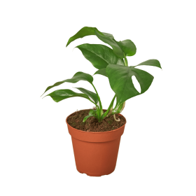 Philodendron Mini Monstera Minima (size: 4" Pot)