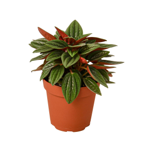 Peperomia Rosso (size: 4" Pot)