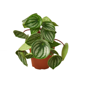 Peperomia Watermelon (size: 4" Pot)