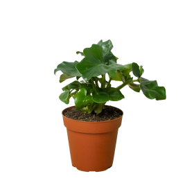 Philodendron 'Atom' (size: 4" Pot)