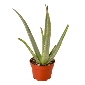 Aloe Vera (size: 4" Pot)