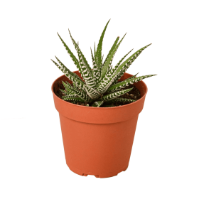 Zebra Succulent (size: 4" Pot)