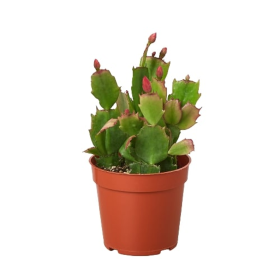 Zygocactus 'Christmas Cactus' (size: 4" Pot)