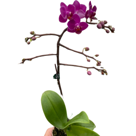 Orchid 'Purple Fucshia Phalaenopsis' (Style: Double Spike, size: 5" Pot)