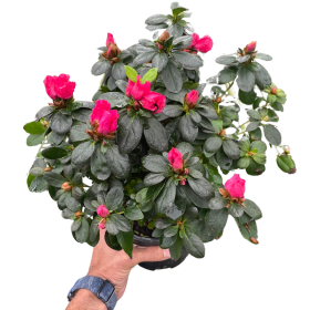 Azalea (Rhododendron) (Color: White, size: 6" Pot)