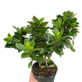 Gardenia 'Bush' (size: 6" Pot)