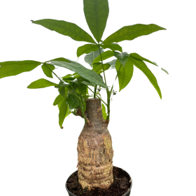 Money Tree 'Guiana Chestnut' Pachira Stump (size: 6" Pot)