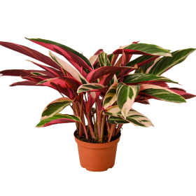 Stromanthe Triostar (size: 6" Pot)