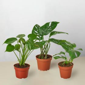 Monstera Bundle (size: 4" Bundle)
